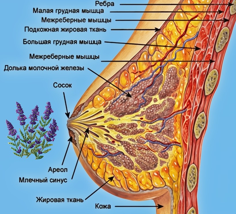 анатомия женской груди
